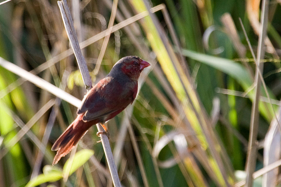 Crimson Finch (Neochmia phaeton)